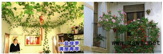 王仙民:立体绿化治理PM2.5