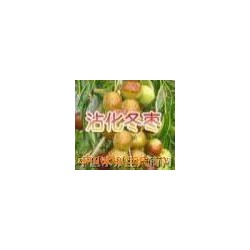 供应保鲜冬枣Winter jujube供应保鲜冬枣Winter jujube