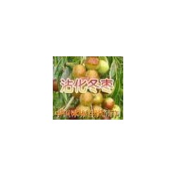 供应保鲜冬枣Winter jujube供应保鲜冬枣Winter jujube