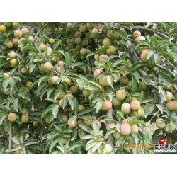 陕西大枣/大量供应优质梨枣/大果型/是鲜食品种/也是山西晋枣