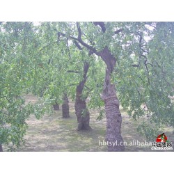 供应；二百年至五百年古枣树，长势独特，造型美观。