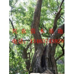 供应兴农10-50公分景观枣树
