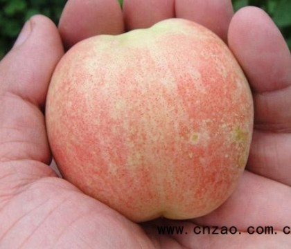 珍珠枣油桃品种好不好？栽培方法有哪些？ ()