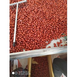 新疆红枣假一赔十，品相口味好，诚实守信，全国供应，量大从优。