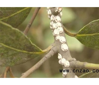枣树如何防治枣龟蜡蚧？种植技术有哪些？