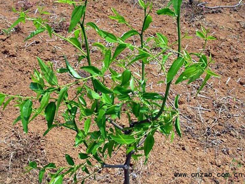 枣树苗怎么种
