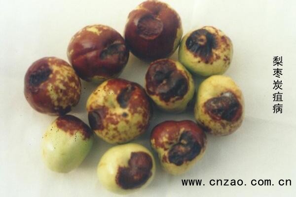 枣炭疽病防治