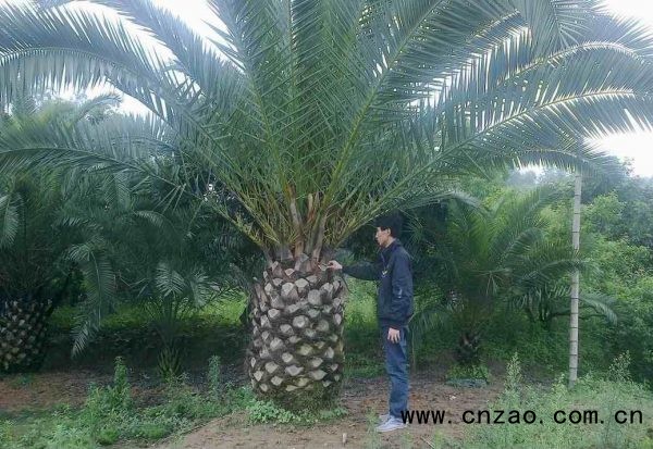 加拿利海枣树图片