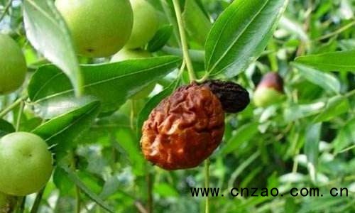枣烂果病