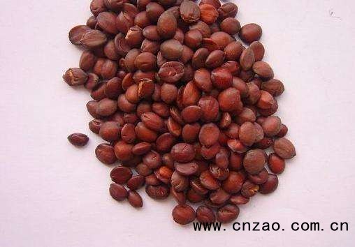 酸枣种子的处理方法和种植技术