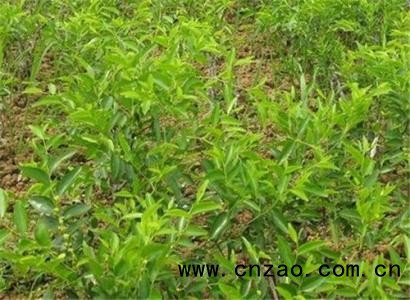 枣树栽培的适宜条件是什么