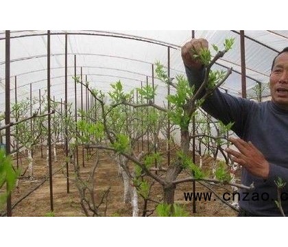 枣树种植时间 如何提高新植枣树的成活率