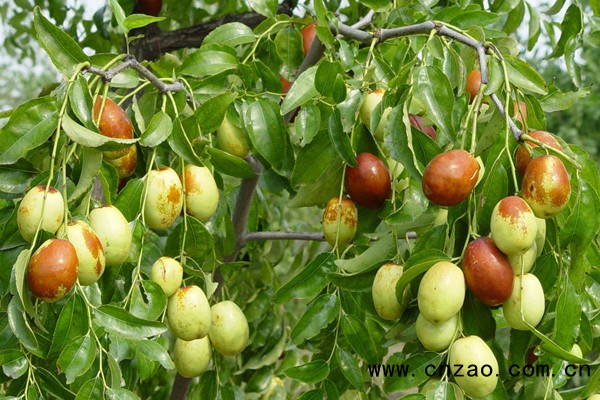 梨枣图片